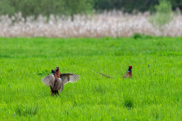 Common pheasant (Phasianus colchicus) male defending mating territory in meadow during the breeding season, Harchies, Belgium, Europe