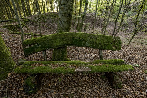 Weathered, rotten and mossy bench made of rough wooden boards, autumn leaves, backlight, beech forest, Raumertswald, volcano, Vogelsberg Volcano Region nature park Park, rest area, Nidda, Wetterau, Hesse, Germany, Europe