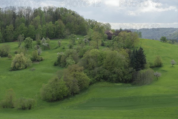 Spring in the Swabian-Franconian Forest nature park Park, Limpurger Berge, Buchhorn, Limpurger Land, Michelbach, Bilz, April, Schwaebisch Hall, Hohenlohe, Heilbronn-Franken, Baden-Wuerttemberg, Germany, Europe