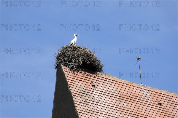 Eguisheim, Alsace, France, Europe, A stork stands in its nest on the gable of a red tiled roof, Europe