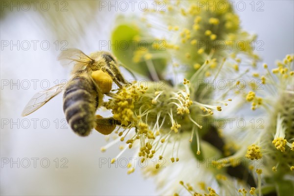 A honeybee collects pollen from a willow in the Hohe Ward nature reserve in Muenster, 08/04/2024