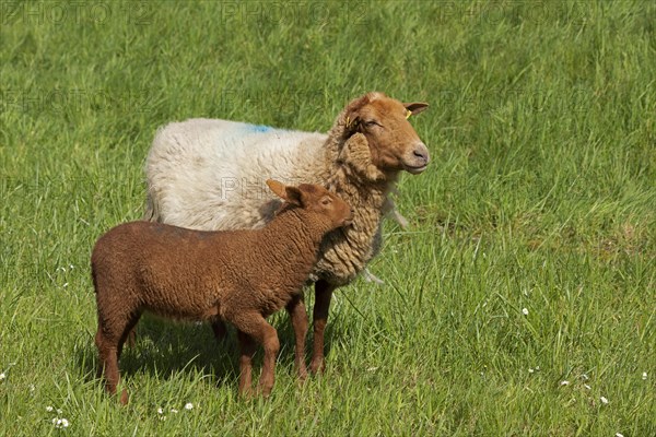 Ewe, lamb, brown, sheep, Elbe dike near Bleckede, Lower Saxony, Germany, Europe