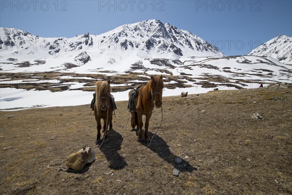 Two horses in front of the mountain peaks in the snowy Tavan Bogd National Park, Mongolian Altai Mountains, Western Mongolia, Mongolia, Asia