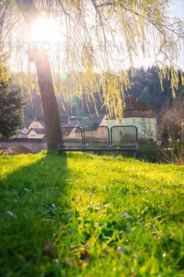 Rays of the evening sun break through the branches of a willow tree onto a park bench, spring, Calw, Black Forest, Germany, Europe