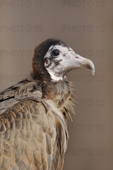 Hooded vulture (Necrosyrtes monachus), portrait, captive, occurrence in Africa