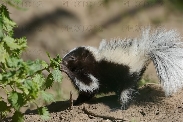 Striped skunk (Mephitis mephitis), juvenile, captive, occurrence in North America