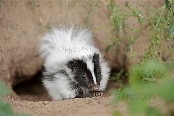 Striped skunk (Mephitis mephitis), juvenile at the burrow, captive, occurrence in North America