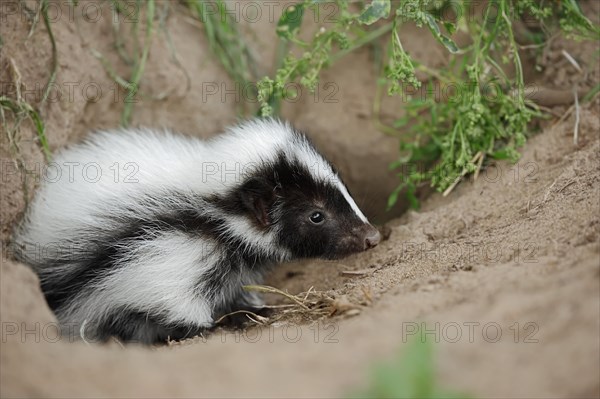 Striped skunk (Mephitis mephitis), juvenile at the burrow, captive, occurrence in North America