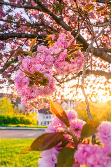 Close-up of pink cherry blossoms in front of a blurred background, spring, Calw, Black Forest, Germany, Europe