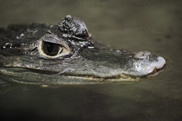 Crocodile caiman or northern spectacled caiman (Caiman crocodilus), juvenile, captive, occurring in South America