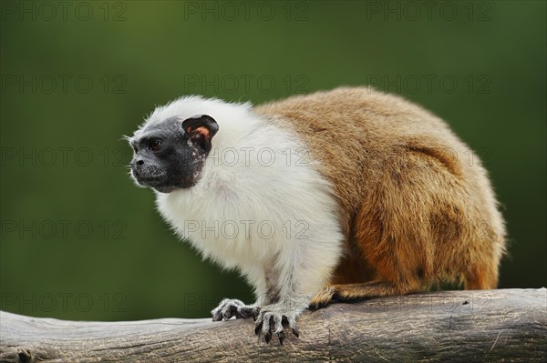 Mantled monkey or bicoloured tamarin (Saguinus bicolor), captive, occurrence in Brazil