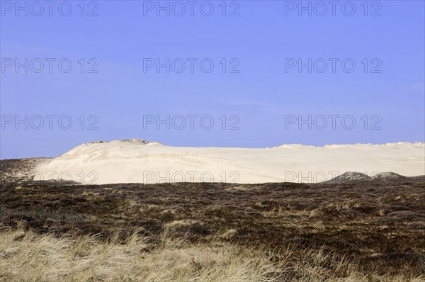 Sylt, North Frisian Island, Schleswig Holstein, Sand dunes under a blue sky next to a heath landscape convey tranquillity, Sylt, North Frisian Island, Schleswig Holstein, Germany, Europe