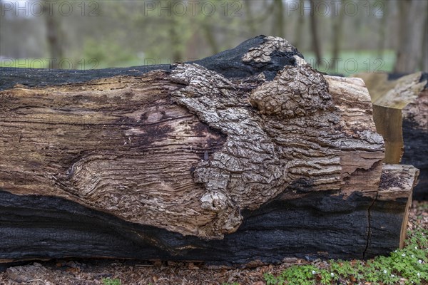 Tree bark from a fallen tree in the castle park, Ludwigslust, Mecklenburg-Vorpommern, Germany, Europe