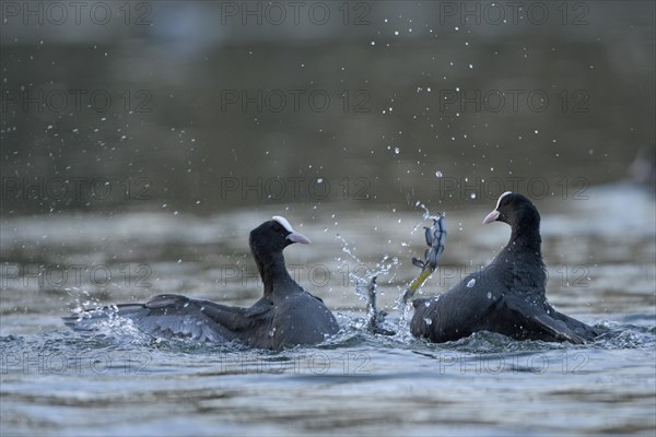 Eurasian Coot rail, coot (Fulica atra), fighting adult birds, rivals, territorial behaviour, courtship, Oberhausen, Ruhr area, North Rhine-Westphalia, Germany, Europe