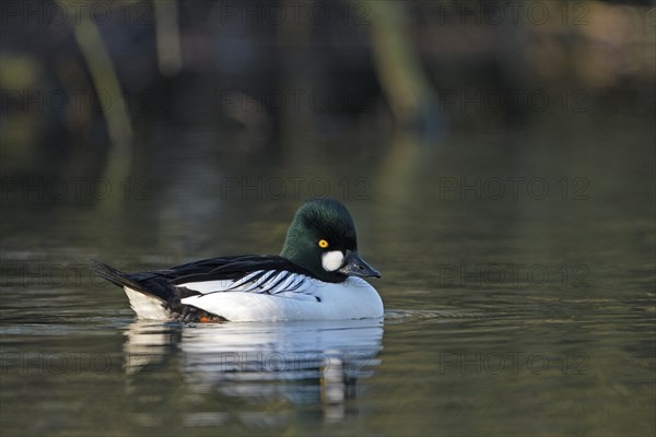 Common goldeneye (Bucephala clangula), drake in mating plumage, Oberhausen, Ruhr area, North Rhine-Westphalia, Germany, Europe