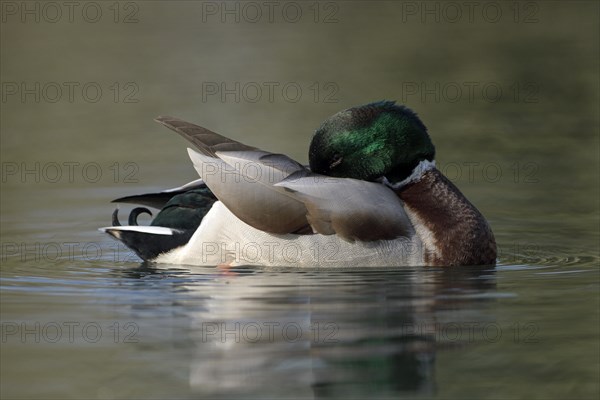 Mallard (Anas platyrhynchos), drake in mating plumage, preening, Oberhausen, Ruhr area, North Rhine-Westphalia, Germany, Europe