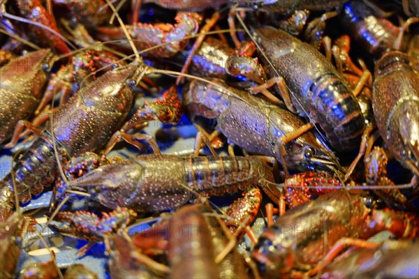 Chongqing, Chongqing Province, China, Several blue and brown lobsters lying close together in a market, Chongqing, Chongqing, Chongqing Province, China, Asia