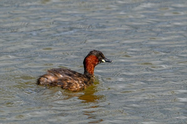 Little grebe, dabchick (Tachybaptus ruficollis, Podiceps ruficollis) in breeding plumage swimming in pond in spring