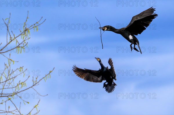 Great cormorant (Phalacrocorax carbo) in flight with twig in beak for building nest, landing in tree at breeding colony in wetland in spring