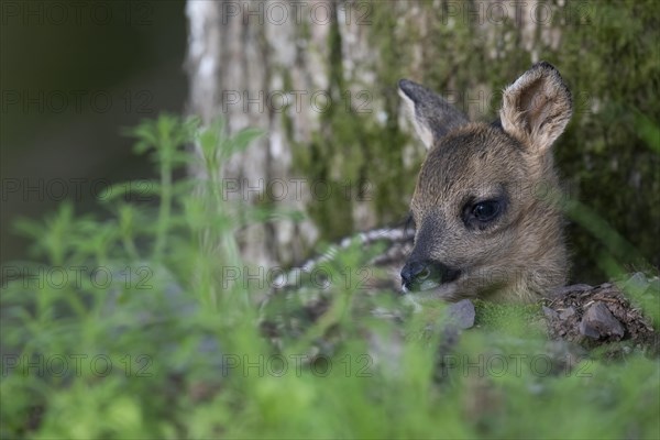 Young fawn, Wittlich, Eifel, Rhineland-Palatinate, Germany, Europe