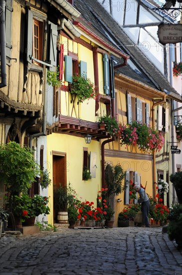 Eguisheim, Alsace, France, Europe, Colourful half-timbered houses and a resident in an old town alley with lots of flowers, Europe