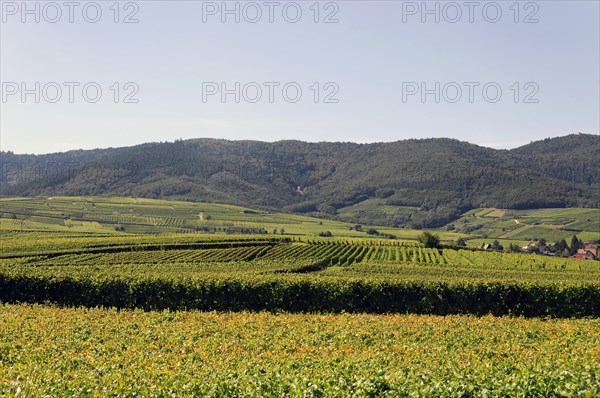 Landscape in Alsace near Kaysersberg, France, Europe, Sunny landscape with vineyards and hilly background, Alsace, Europe