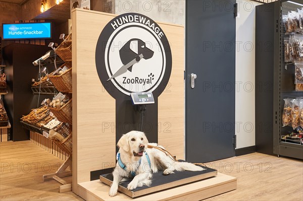 Golden Retriever on the scales for dogs in the pet supplies retail store REWE Kai Prochazka oHG I Papenreye 4 I 22453 Hamburg-Niendorf I Copyright: Carsten Milbret I, Hamburg, Hamburg, Germany, Europe