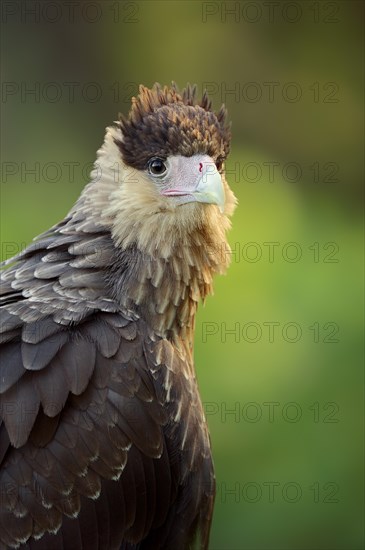 Southern crested caracara (Caracara plancus), portrait, Florida