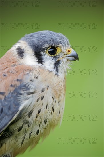 American Kestrel (Falco sparverius), male, portrait, captive, occurrence in North America