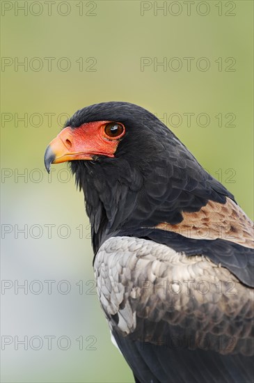 Bateleur (Terathopius ecaudatus), portrait, captive, occurrence in Africa