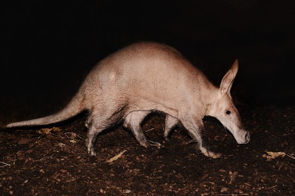 Aardvark (Orycteropus afer), captive, occurrence in Africa