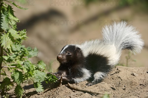 Striped skunk (Mephitis mephitis), juvenile, captive, occurrence in North America