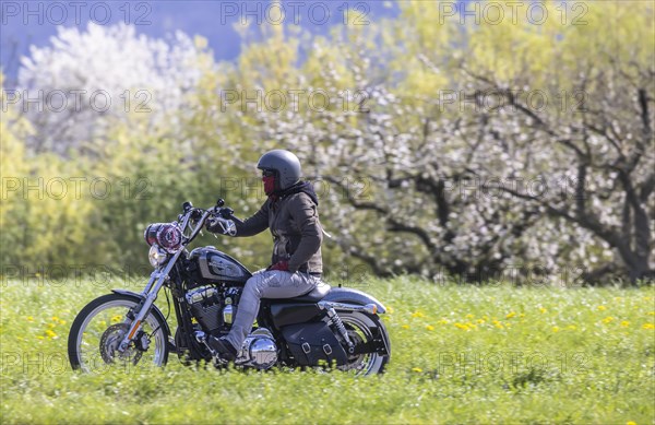 A motorbike rides through blossoming spring meadows, motorbike noise, Bissingen an der Teck, Baden-Wuerttemberg, Germany, Europe