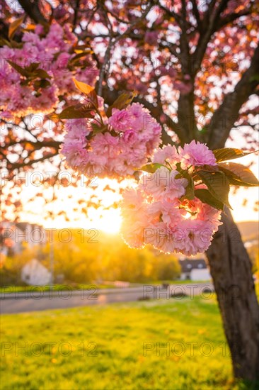Pink cherry blossoms backlit by the setting sun with radiant light, spring, Calw, Black Forest, Germany, Europe