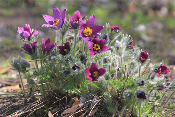 Common pasque flower (Pulsatilla vulgaris), North Rhine-Westphalia, Germany, Europe