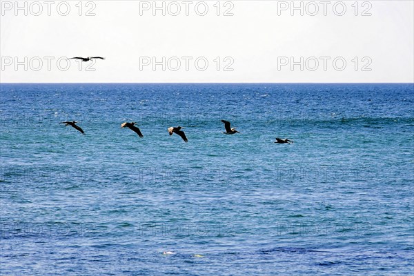 Beach at Poneloya, Las Penitas, Leon, Nicaragua, Pelicans in formation over the sea, a natural moment of wild fauna, Central America, Central America