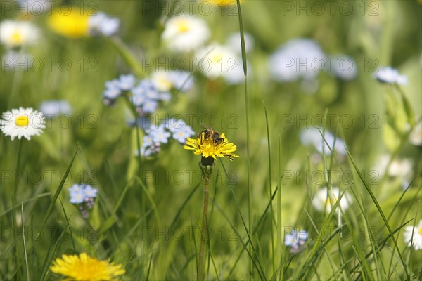 European honey bee (Apis mellifera), on common dandelion (Taraxacum officinale), North Rhine-Westphalia, Germany, Europe