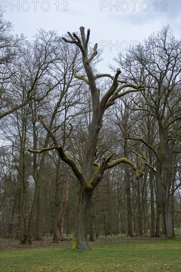 Bare trees in the castle park, Ludwigslust, Mecklenburg-Vorpommern, Germany, Europe