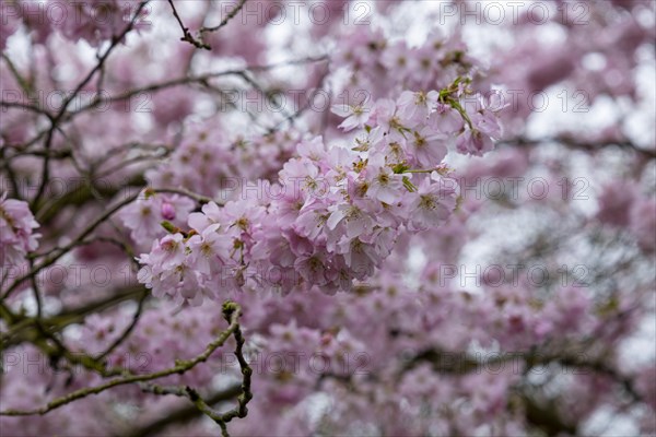 Blossoming cherry tree, ornamental cherry, in the castle park, Ludwigslust, Mecklenburg-Vorpommern, Germany, Europe