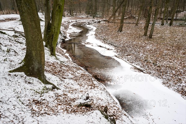 Rotbach, near-natural stream, beech forest, with ice and snow, between Bottrop and Oberhausen, Ruhr area, North Rhine-Westphalia, Germany, Europe