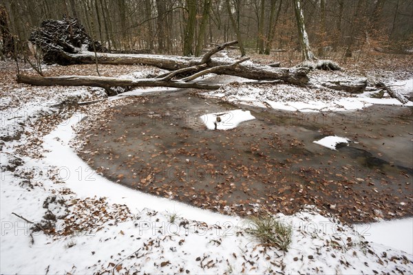 Rotbach, near-natural stream, beech forest, with ice and snow, between Bottrop and Oberhausen, Ruhr area, North Rhine-Westphalia, Germany, Europe