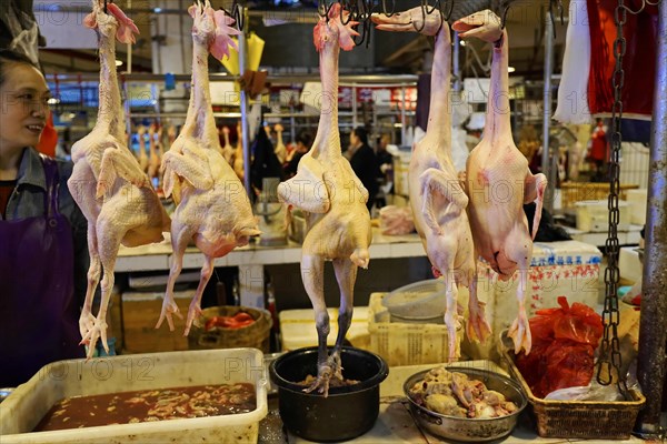 Chongqing, Chongqing Province, China, Raw ducks hanging on a market stall over a bucket of liquid, Chongqing, Chongqing, Chongqing Province, China, Asia