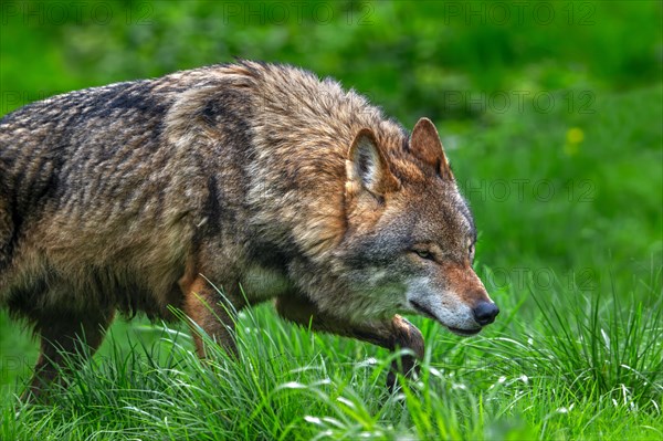 Solitary Eurasian wolf, grey wolf (Canis lupus lupus) hunting and stalking prey in meadow, pasture. Captive