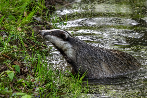 European badger, Eurasian badger (Meles meles) female wading through shallow water of brook, rivulet in forest at dusk