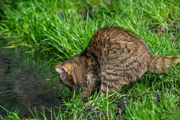 Hunting European wildcat, wild cat (Felis silvestris silvestris) catching fish, frog in water of pond. Captive