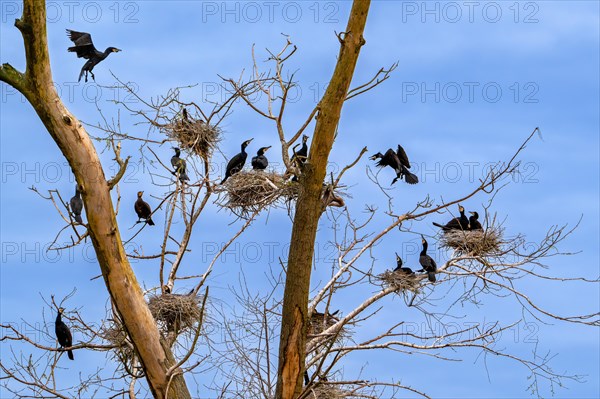 Breeding colony of great cormorants (Phalacrocorax carbo) nesting in dead tree in wetland, marshland in spring