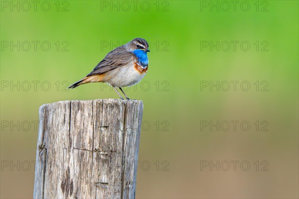 Bluethroat (Luscinia svecica cyanecula, Motacilla svecica) male perched on wooden fence post along meadow in wetland in spring