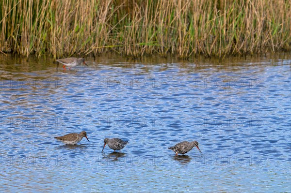 Common redshanks (Tringa totanus) and spotted redshanks (Tringa erythropus) moulting into breeding plumage in shallow water in wetland in early spring