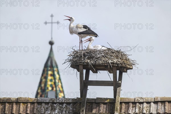 Storks nesting on a roof, Beuren an der Aach, Singen (Hohentwiel), Baden-Wuerttemberg, Germany, Europe