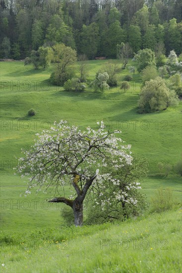 Blossoming fruit tree in the Swabian-Franconian Forest nature park Park, spring, Limpurger Berge, Limpurger Land, Michelbach, Bilz, April, Schwaebisch Hall, Hohenlohe, Heilbronn-Franken, Baden-Wuerttemberg, Germany, Europe